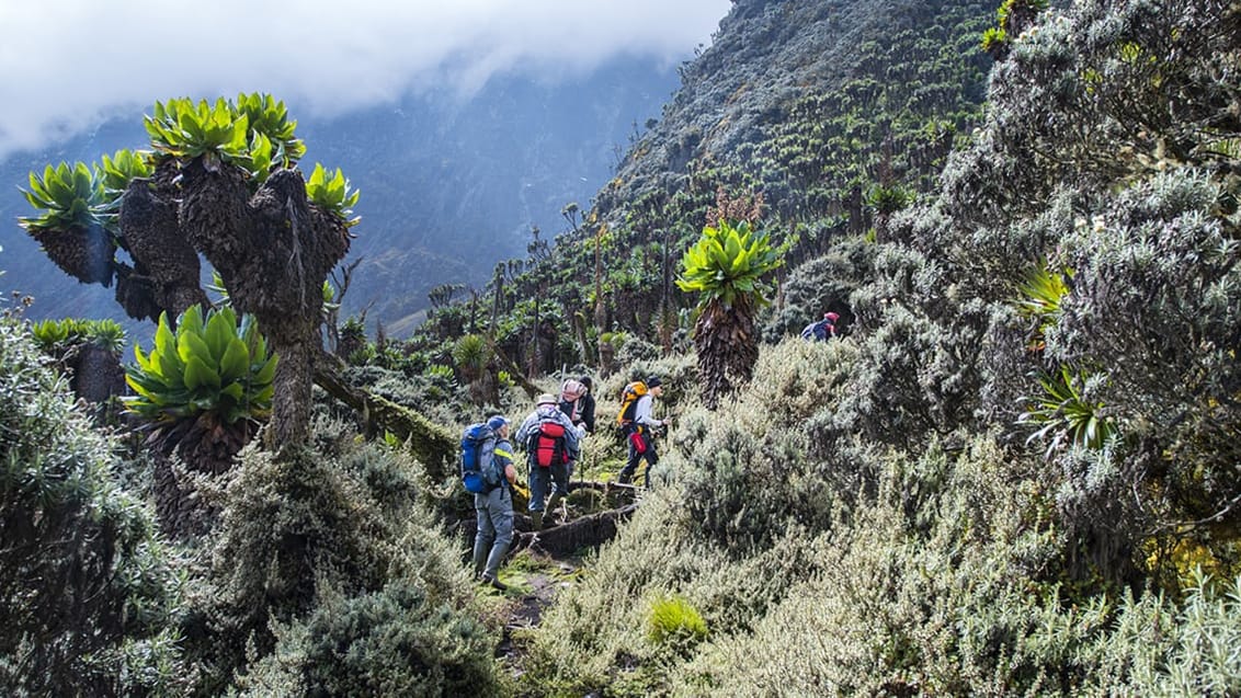 Rwenzori mountains, Uganda