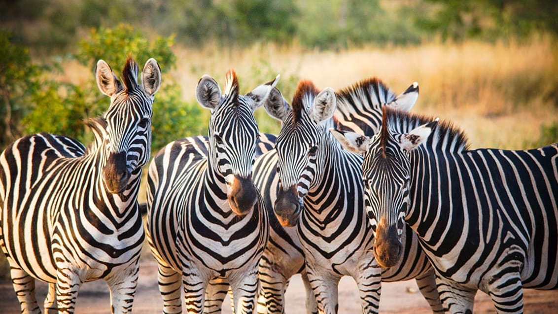 Safari i Kruger nationalpark