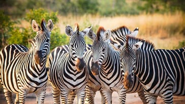 Safari i Kruger nationalpark