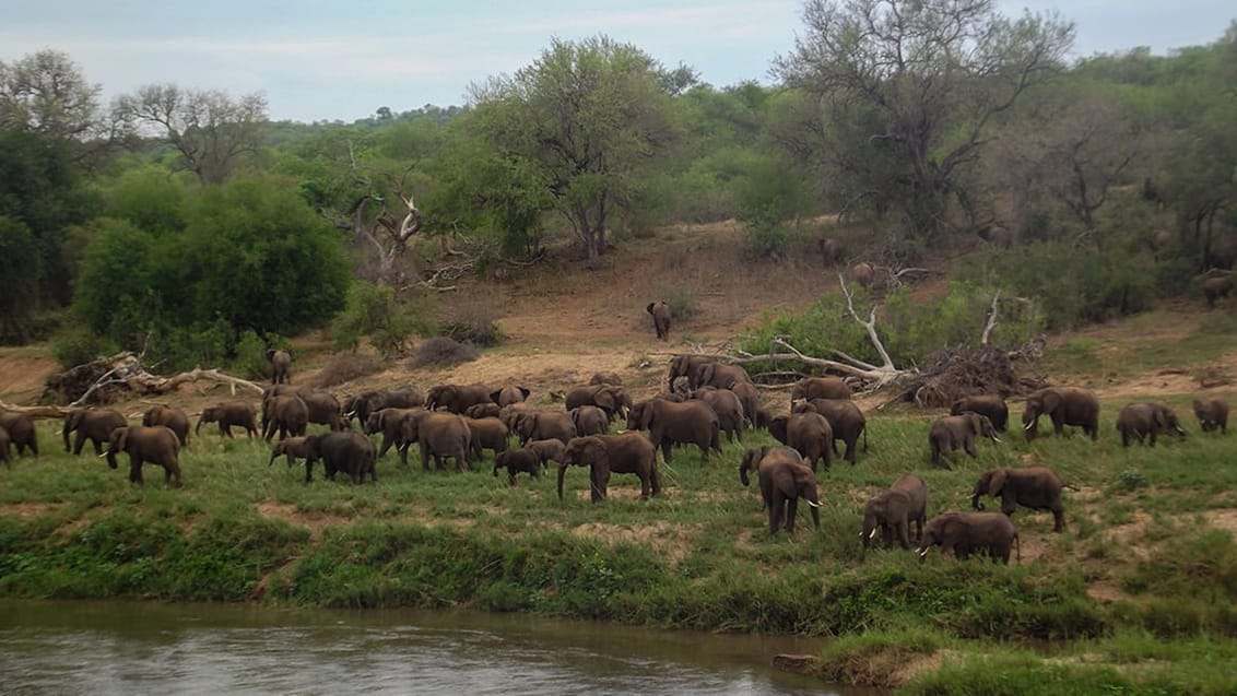 Safari i Sydafrika