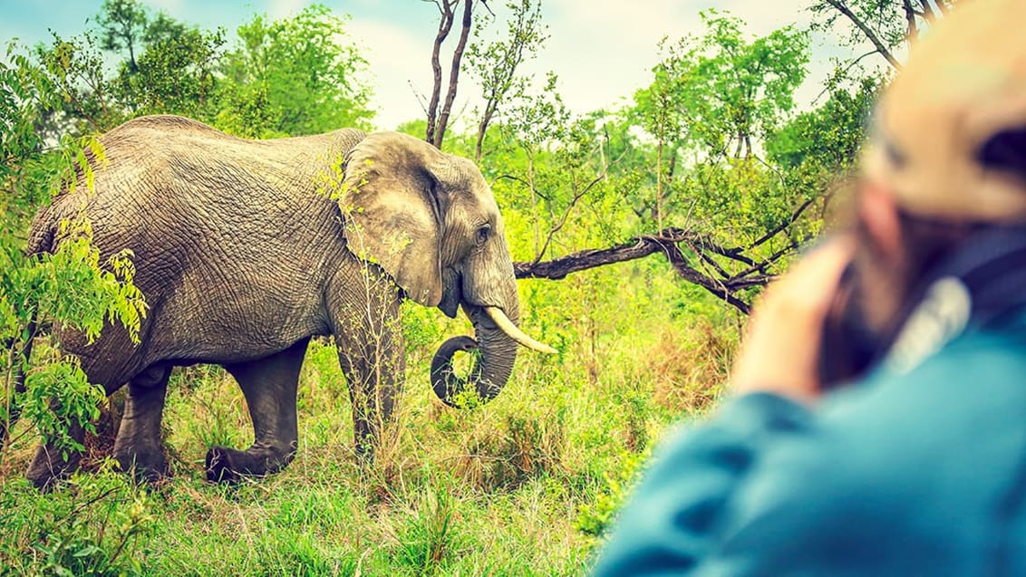 Safari i Sydafrika och strandliv på Mauritius