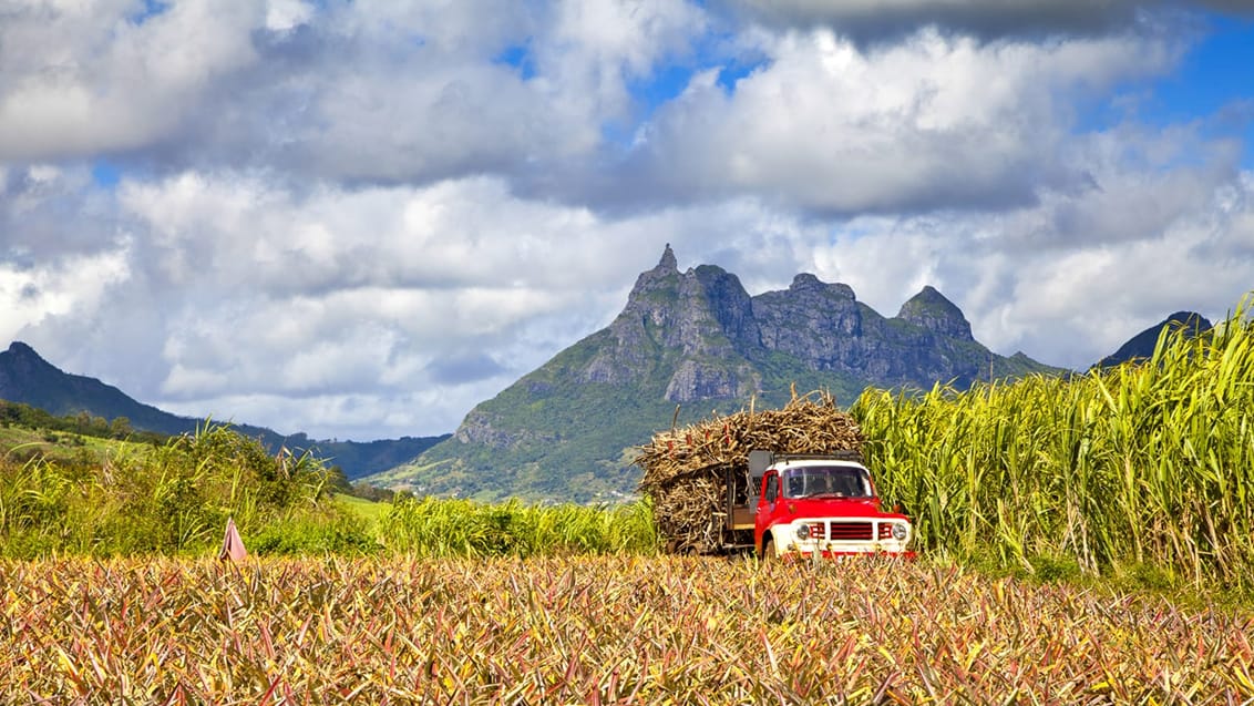 Sockerrör Mauritius