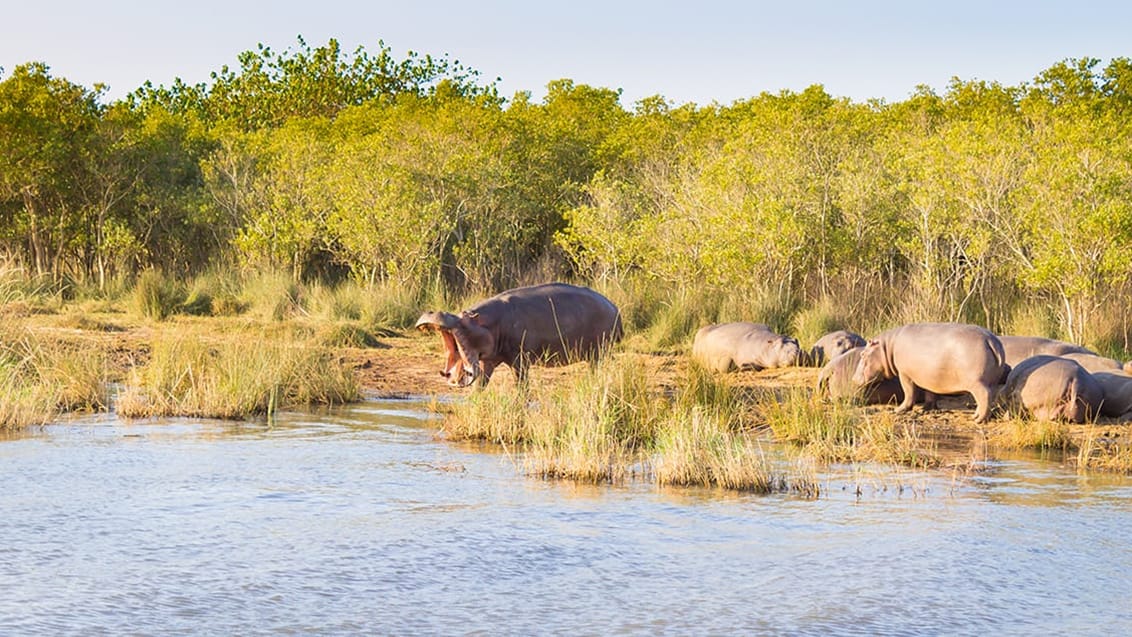 St. Lucia, Isimangaliso Wetland Park, Sydafrika