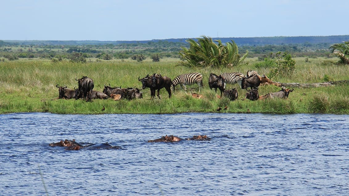 St. Lucia, Isimangaliso Wetland Park, Sydafrika