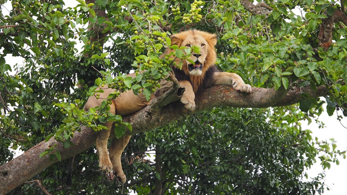 Trädklättrande lejon i Ishasa Uganda