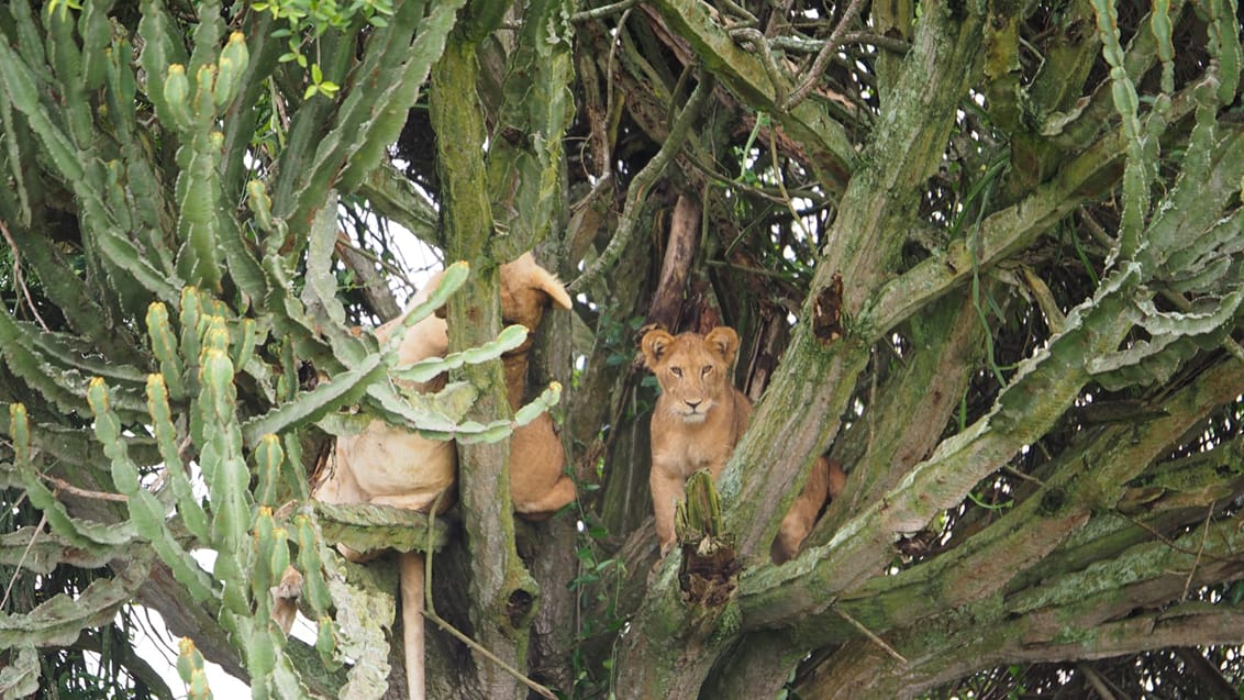 Trädklättrande lejon Ishasa Uganda