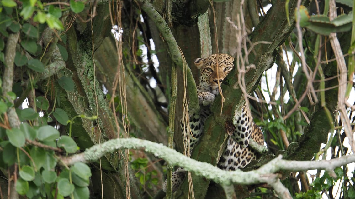 Trädklättrande leopard Queen Elizabeth National Park