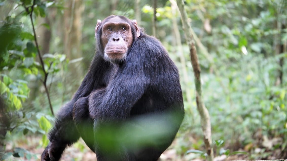 Ugandas höjdpunkter med gorillor & schimpanser