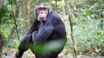 Ugandas höjdpunkter med gorillor & schimpanser