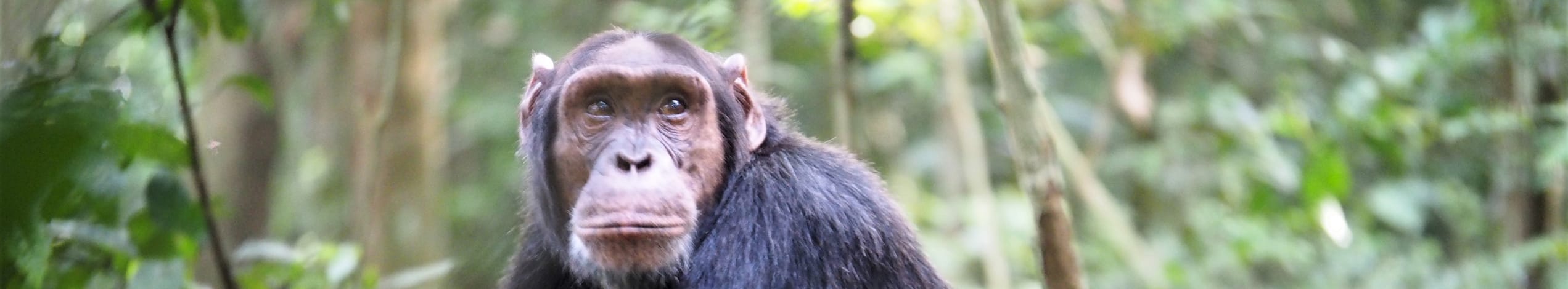 Ugandas höjdpunkter med gorillor & schimpanser