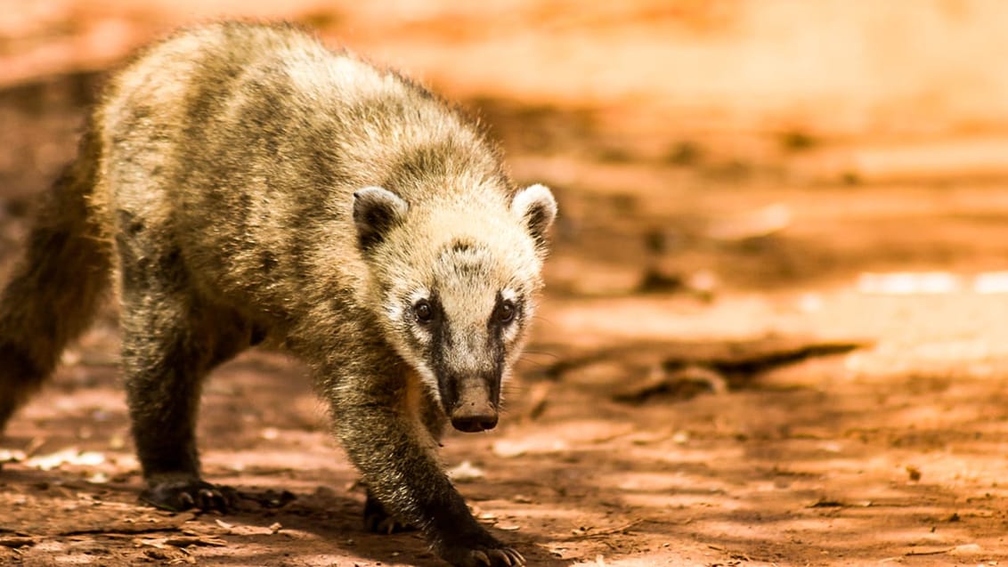 Wild Coati vid Iguazu National Park i Argentina