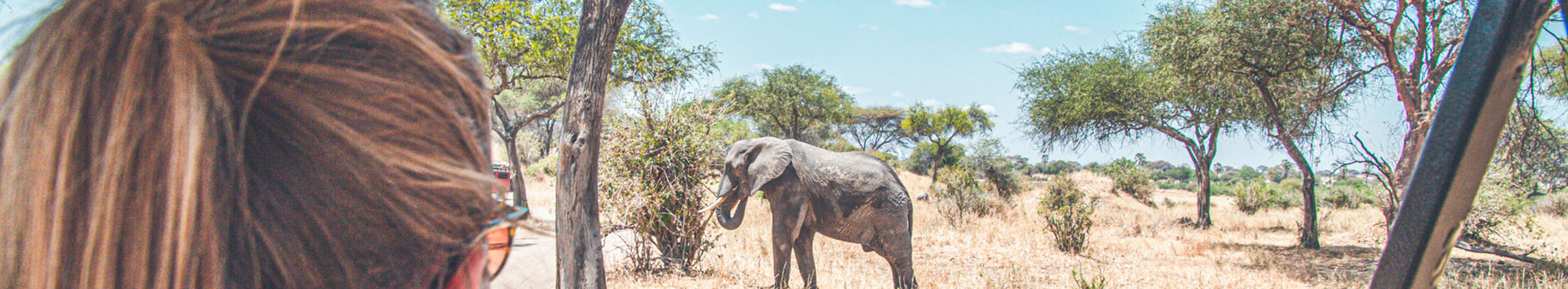 Safari Serengeti, Tanzania