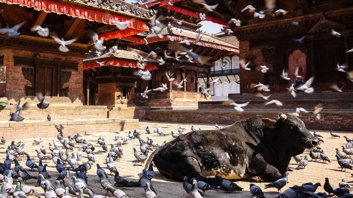 Nepal, Bhutan och Indien