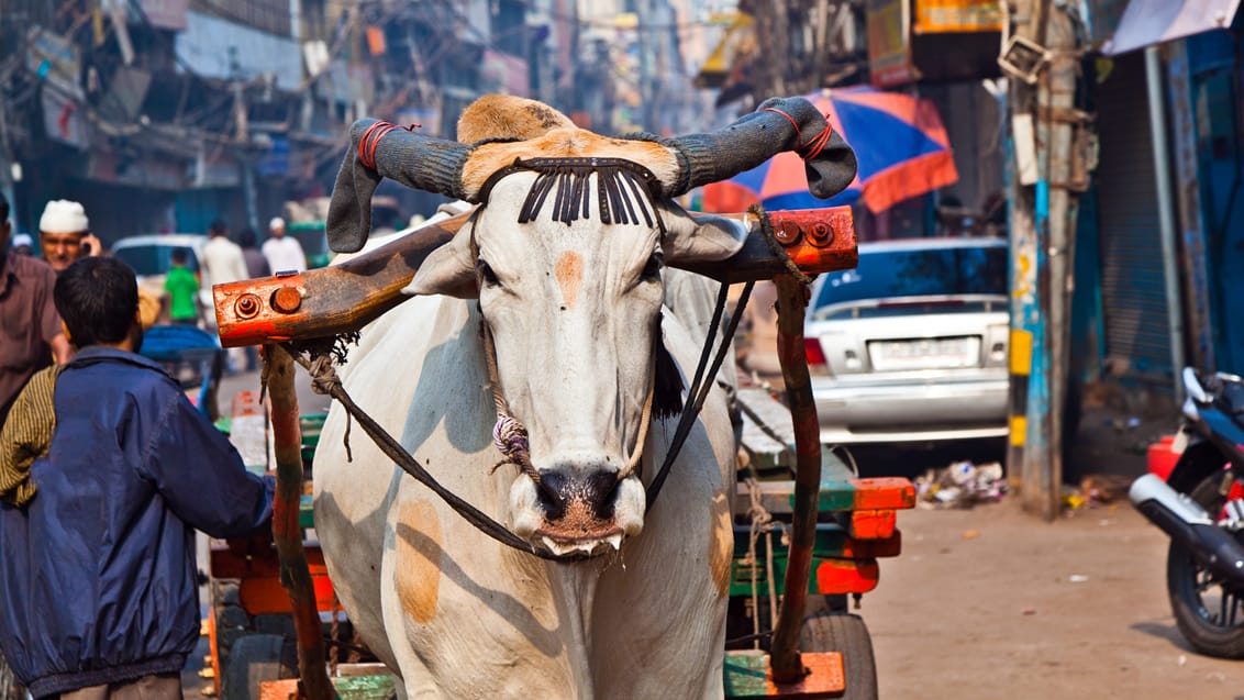 Nepal, Bhutan och Indien